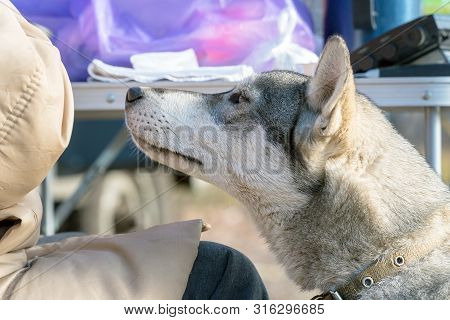 Portrait Of A Dog Breed West Siberian Laika