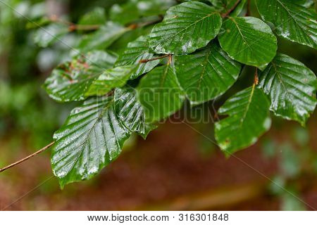 Leaves Dewy With Rain Drops. Lush Green Leaves Beech Tree Leaves. Summer Season.