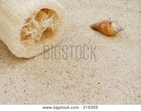 Sea Sponge And Shell.
