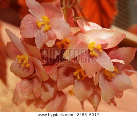 A Bright Light Orange Hybris Flower, Algeria