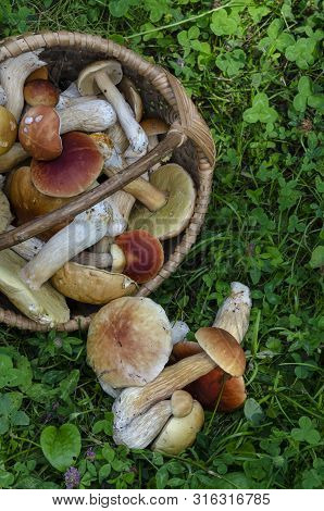 Beautiful Wooden Woven Basket Full Of Mushrooms Boletus Edulis.