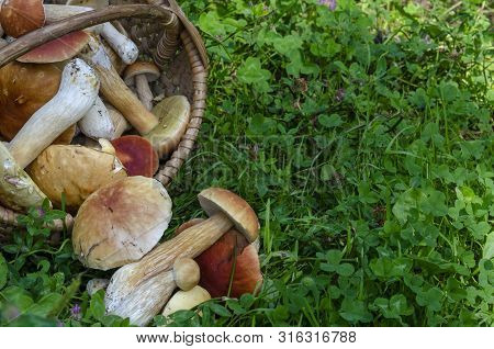 Beautiful Wooden Woven Basket Full Of Mushrooms Boletus Edulis.