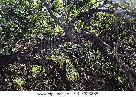 California Live Oak Tree Branches, Twigs, And Leaves