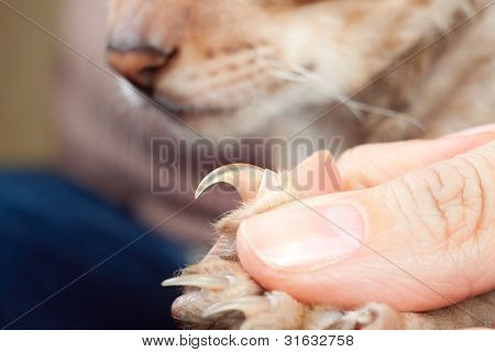 Cat Shows Claw