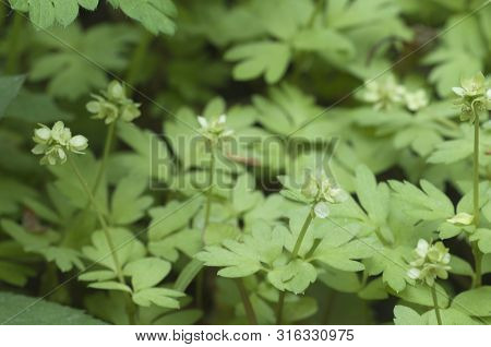 Adoxa Moschatellina Flowers In Spring, Close Up Shot
