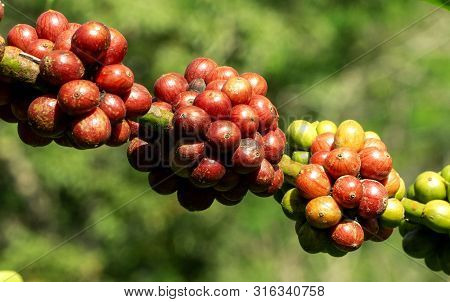 Fresh Ripe Red Coffee Beans On Branch Of A Coffee Tree In A Farm