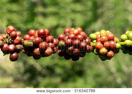 Fresh Ripe Red Coffee Beans On Branch Of A Coffee Tree In A Farm