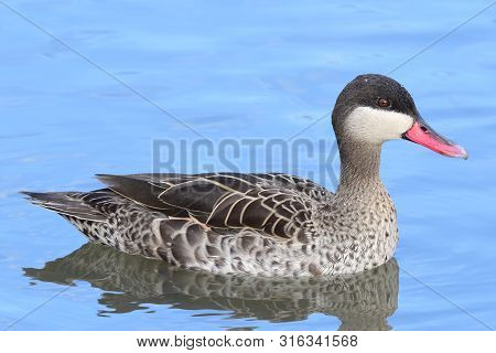 Close Up Of A Red Billled Teal (anas Erythrorhyncha) Swimming In The Water