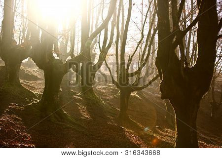 Beautiful Light In The Morning In The Fall