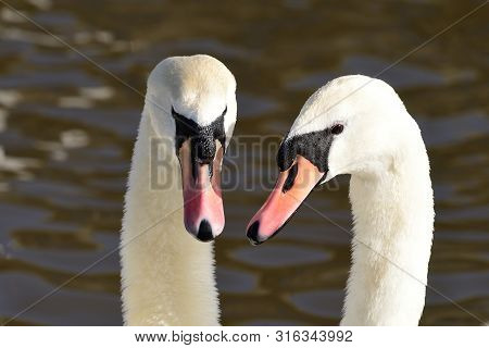 Head Shot Of Two Mute Swans (cygnus Olor) Performing A Courting Ritual