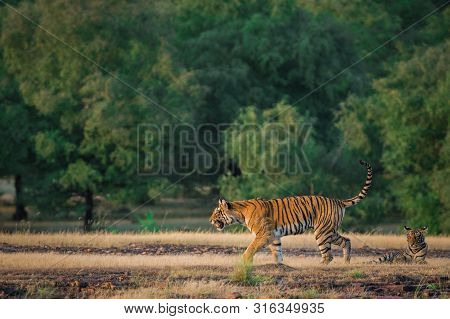 An Angry Looking Female Bengal Tiger Charging Over Prey With Expression In A Green Background In Pos