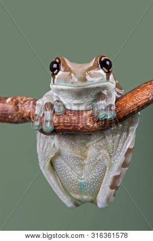 Mission Golden-eyed Tree Frog (trachycephalus Resinifictrix) Perched On Thin Branch