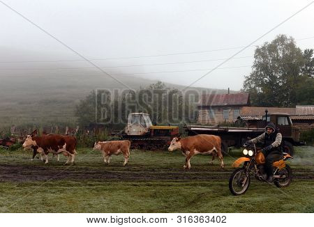 Altai Region, Russia - September 5, 2018:livestock Early In The Morning On The Street Mountain Villa