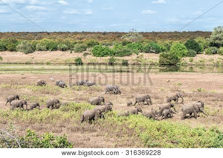 A Herd Of African Elephants, Loxodonta Africana, Walking Next To The Letaba River