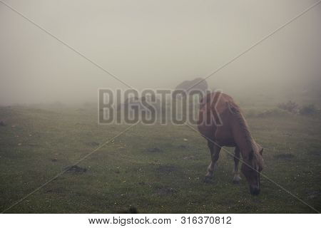 Horse In The Fog In A Farm.