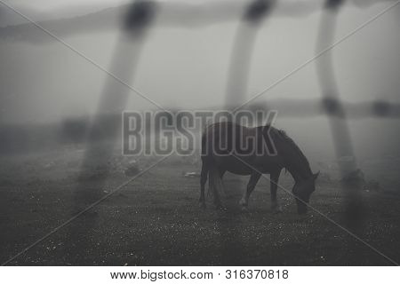 Horse In The Fog In A Farm.