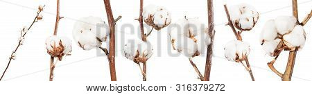 Collection Of Dried Twigs Of Cotton Plant With Cottonwool Isolated On White Background