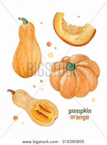 Set Of Different Varieties Of Pumpkins On White Background