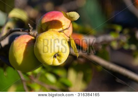 Apples On A Branch. Three Apples On One Tree Branch. Drops Of Dew Under The Sun On The Ripened Apple