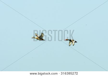 Follow The Leader. Flock Of Two Red Crested Pochard Aythyinae Birds Flying Together As A Group In Bl