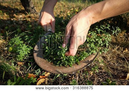 Hands Cutting Green Grass With Rusty Sickle