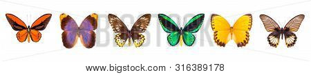 Set Of Beautiful And Colorful Butterflies Isolated On White.