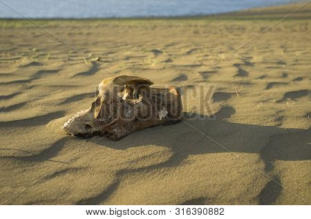 Livestock Skull Close To Reservoir Shore. Drought Empties Reservoirs Concept