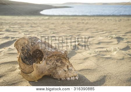 Livestock Skull Close To Reservoir Shore. Drought Empties Reservoirs Concept