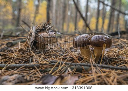 Polish Mushroom Of The Borovik Or Mokhovik Genus. Boletus Badius.