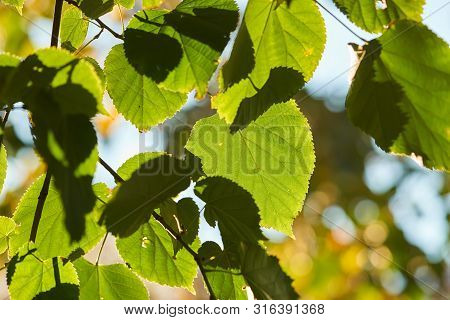 Leaves Of A Linden Tree In Summer In Backlight