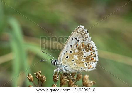 Small Blue Butterfly, Polyommatus Coridon, In Nature Chalkhill Blue Butterfly Or Lysandra Coridon