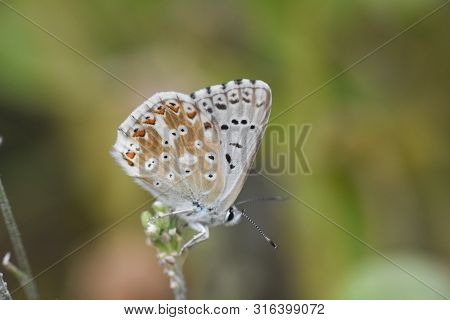 Small Blue Butterfly, Polyommatus Coridon, In Nature Chalkhill Blue Butterfly Or Lysandra Coridon