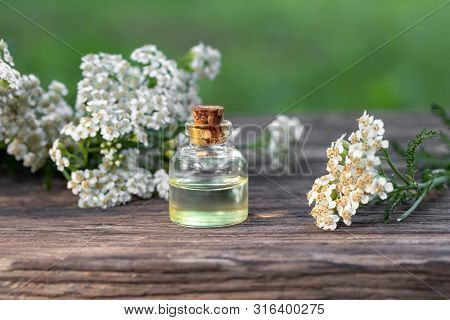 A Bottle Of Essential Oil With Fresh Yarrow In The Background, Outdoors