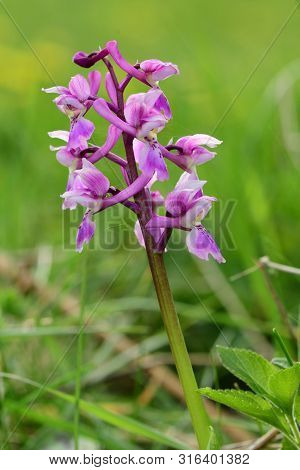 Early Purple Orchid (orchis Mascula)