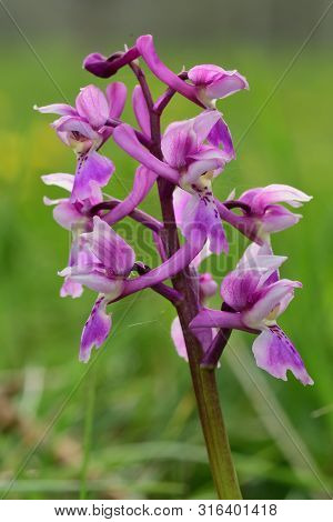 Early Purple Orchid (orchis Mascula)