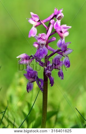Close Up Of An Early Purple Orchid (orchis Mascula) Flower In Bloom