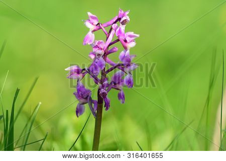 Close Up Of An Early Purple Orchid (orchis Mascula) Flower In Bloom