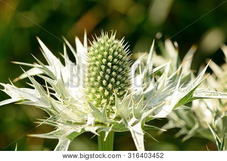 Close Up Of White Eryngium Flowers In The Garden