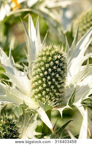 Close Up Of White Eryngium Flowers In The Garden