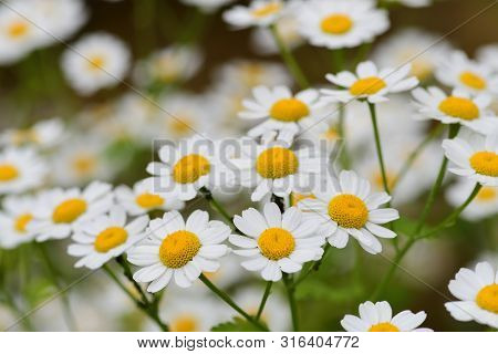 Close Up Of Feverfew Flowers In Bloom