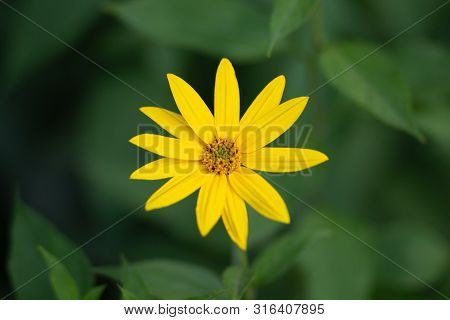 Woodland Sunflower Or Helianthus Divaricatus In Flower Bed