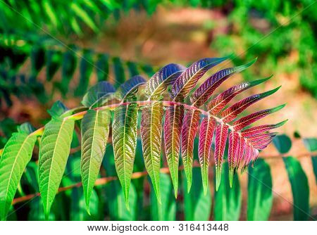 Beautiful Colorful - Red And Green - Rhus Typhina Bush Leaf Closeup. Spring Nature Detail.