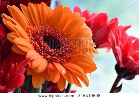 Close Up Of An Orange Gerbera Flower In Bloom