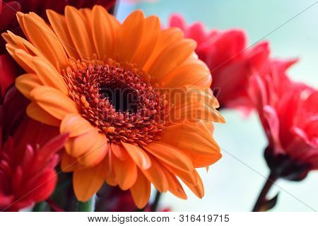 Close Up Of An Orange Gerbera Flower In Bloom