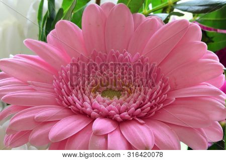 Close Up Of A Pink Gerbera Flower In Bloom