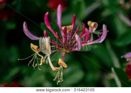 Colourful Close Up Of A Red Honeysuckle Flower Blooming Showing Detailed Pistils