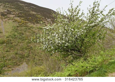 Apple Tree