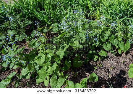Brunner Perennial Plant With Blue Flowers In The Spring Outdoors