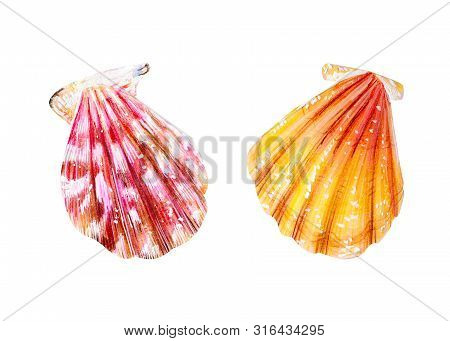 Set Of Two Isolated Sea Scallops. Pink Mother-of-pearl And Yellow Clam Pectinidae. Nature Of The Oce