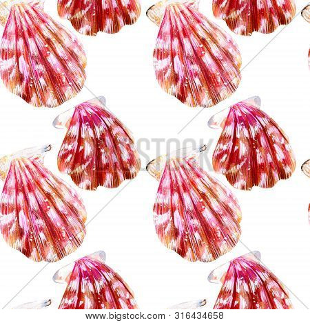 Seamless Pattern Of Isolated Sea Shells Scallops. Mother Of Pearl With Pink Clam Pectinidae On A Whi